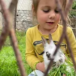 Goscinne 