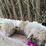 B&B Goscinne 