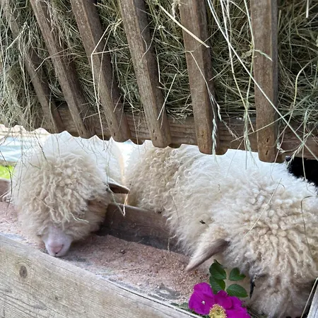 Bed & Breakfast Goscinne 